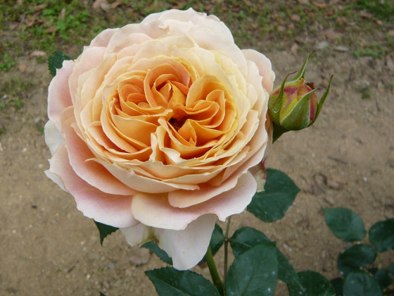 キャラメルアンティーク - バラ図鑑 - NOIBARA